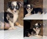 Image preview for Ad Listing. Nickname: Blue Merle male