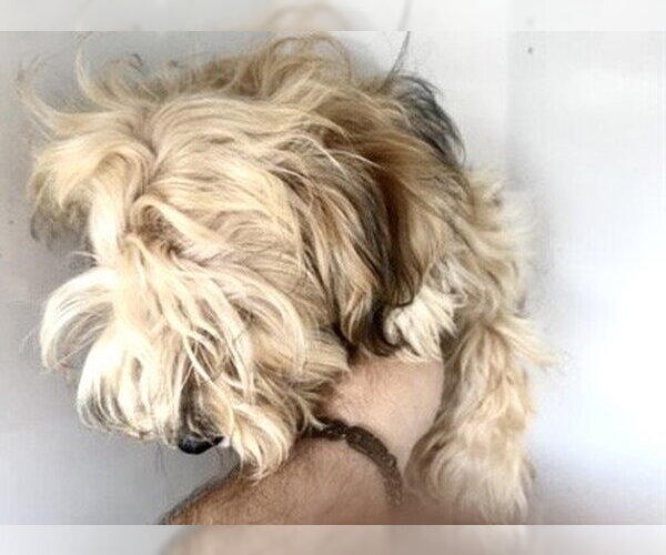 Medium Photo #1 Mutt Puppy For Sale in Houston, TX, USA