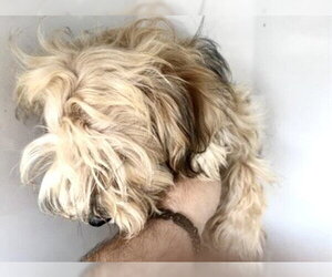 Mutt Dogs for adoption in Houston, TX, USA