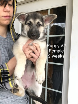 Medium Photo #10 German Shepherd Dog Puppy For Sale in BARTLETTSVILLE, IN, USA
