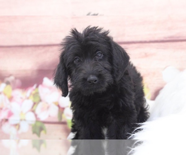 Medium Photo #1 Labrador Retriever Puppy For Sale in MARIETTA, GA, USA