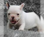 Small Photo #2 French Bulldog Puppy For Sale in LINDEN, TN, USA