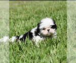 Small #1 Shih Tzu