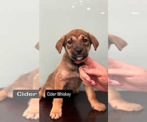 American Pit Bull Terrier-Unknown Mix Dogs for adoption in Duluth, MN, USA