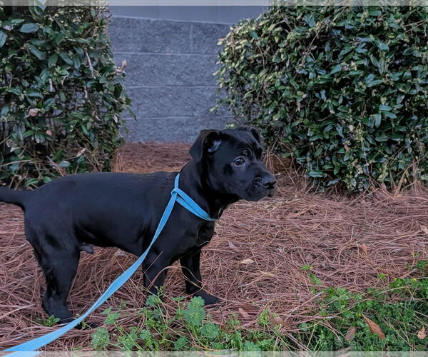 Medium Photo #5 Mutt Puppy For Sale in Holly Springs, NC, USA