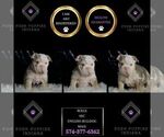 Small #5 English Bulldog