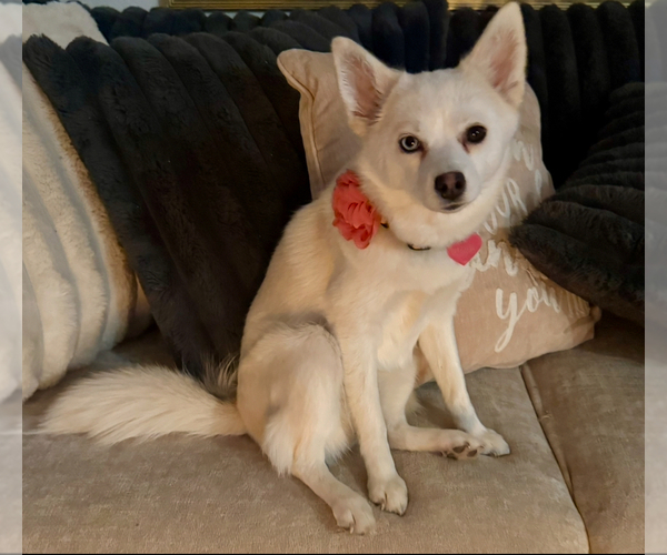 Medium Photo #138 Pomsky Puppy For Sale in LOVELAND, CO, USA