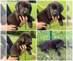 Small #2 Labrador Retriever