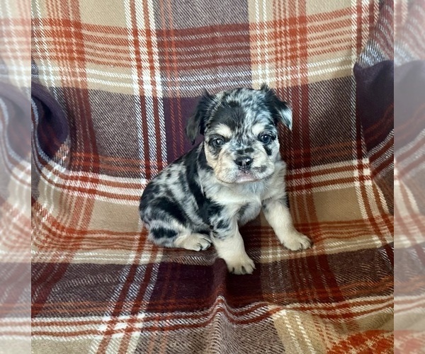 Medium Photo #4 French Bulldog Puppy For Sale in NEWTON, NJ, USA