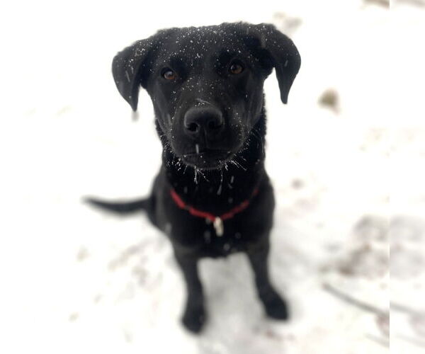 Medium Photo #6 Labrador Retriever-Unknown Mix Puppy For Sale in Canton, CT, USA