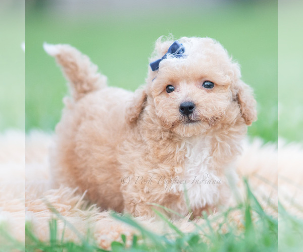 Medium Photo #4 Maltipoo (Miniature) Puppy For Sale in WARSAW, IN, USA