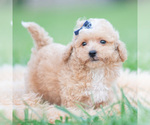 Small Photo #83 Maltipoo (Miniature) Puppy For Sale in WARSAW, IN, USA