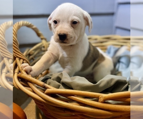 Medium Photo #9 Mutt Puppy For Sale in GRIFFIN, GA, USA