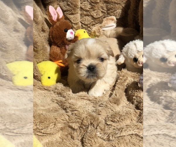 Medium Photo #7 Shih Tzu Puppy For Sale in MILTON, FL, USA