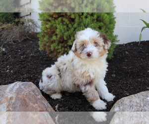 Aussiedoodle Miniature  Dog for Adoption in SHILOH, Ohio USA