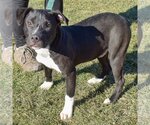 Small Photo #2 American Staffordshire Terrier-Boxer Mix Puppy For Sale in Huntley, IL, USA