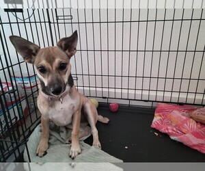 Chihuahua-German Shepherd Dog Mix Puppy for sale in LAKEPORT, CA, USA