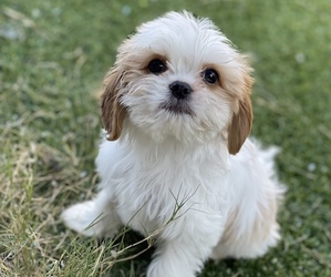 Cava-Tzu Puppy for sale in HELOTES, TX, USA