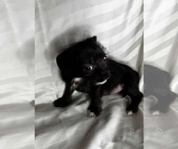 Medium Photo #3 Mutt Puppy For Sale in Gulfport, MI, USA