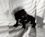 Small #2 Mutt
