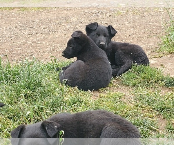 Medium Photo #1 German Shepherd Dog Puppy For Sale in GASTON, OR, USA