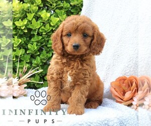 Goldendoodle (Miniature) Puppy for sale in LANCASTER, PA, USA