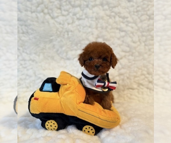 Medium Photo #3 Poodle (Toy) Puppy For Sale in REDLANDS, CA, USA