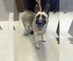 Small Photo #1 German Shepherd Dog-Huskies  Mix Puppy For Sale in Princeton, MN, USA
