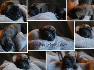 Great Dane Puppy for sale in JASPER, GA, USA