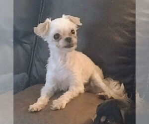 Maltese-Unknown Mix Dogs for adoption in Sioux Falls, SD, USA