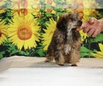 Marbles - Male Poodle (Toy) Puppy for Sale - Photo #11