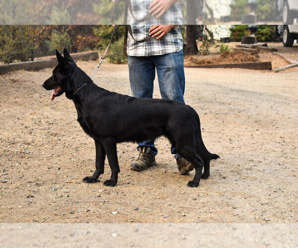 Medium Photo #4 German Shepherd Dog Puppy For Sale in OAKHURST, CA, USA