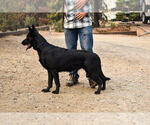 Small Photo #4 German Shepherd Dog Puppy For Sale in OAKHURST, CA, USA