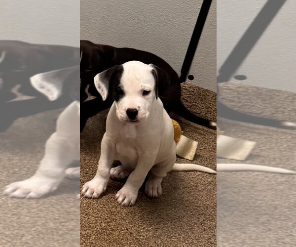 Medium Photo #2 Labrador Retriever-Unknown Mix Puppy For Sale in Sanford, FL, USA