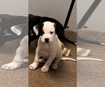 Small #1 Labrador Retriever Mix