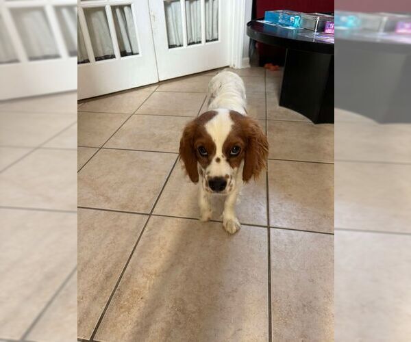 Medium Photo #3 Cavalier King Charles Spaniel Puppy For Sale in Holly Springs, NC, USA