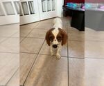 Small #2 Cavalier King Charles Spaniel
