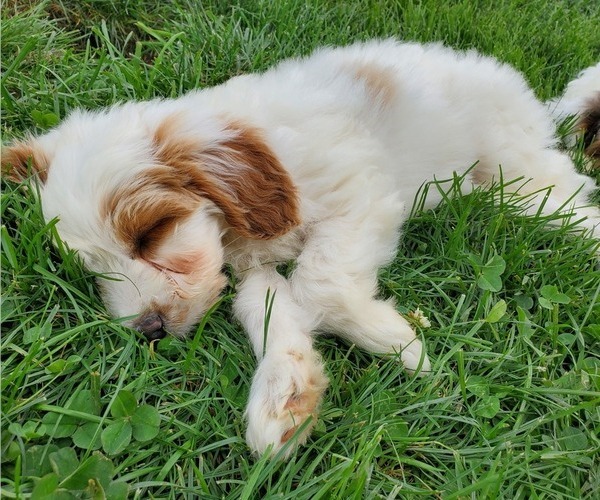 Medium Photo #12 Bernedoodle (Miniature) Puppy For Sale in LEETONIA, OH, USA