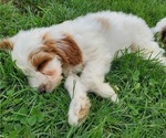 Small #11 Bernedoodle (Miniature)