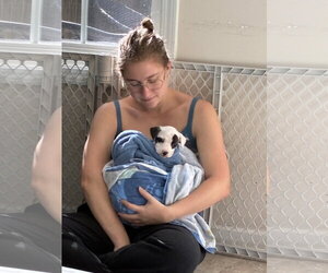 Raine - Autumn's baby - Female Mutt Dog for Adoption - Photo #5