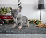Small #1 French Bulldog