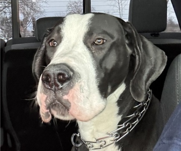 Medium Photo #1 Great Dane Puppy For Sale in RANSOMVILLE, NY, USA