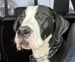 Father of the Great Dane puppies born on 05/28/2025