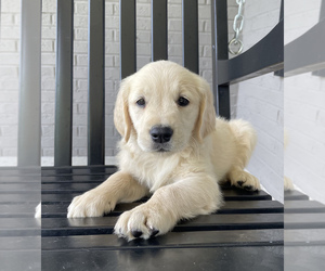 Golden Retriever Puppy for sale in FRANKLIN, IN, USA