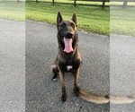 Small Photo #1 Belgian Malinois Puppy For Sale in WILLISTON, FL, USA