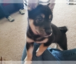 Small Photo #2 Shiba Inu Puppy For Sale in DAVENPORT, FL, USA