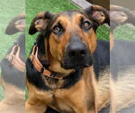 Small #2 Doberman Pinscher-German Shepherd Dog Mix