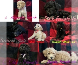 Goldendoodle-Siberian Husky Mix Puppy for sale in PALM BAY, FL, USA