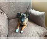 Small #19 Mutt