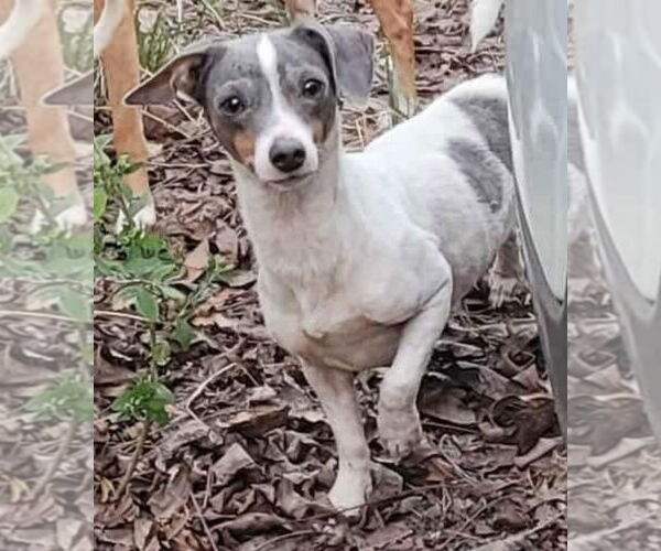 Medium Photo #1 Chihuahua-Unknown Mix Puppy For Sale in Sanford, FL, USA
